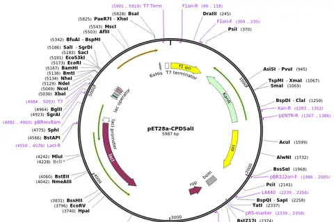Map: Addgeneplasmid38252Sequence48329Map