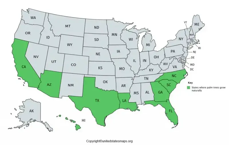 Map: Area codes in the US