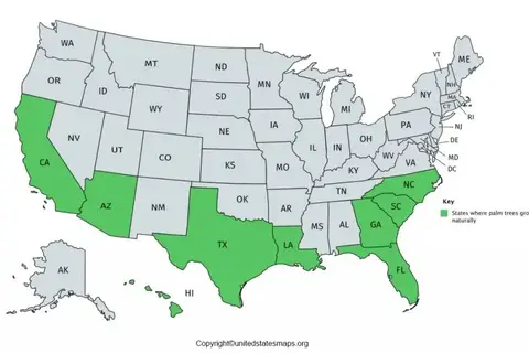 Map: Area codes in the US