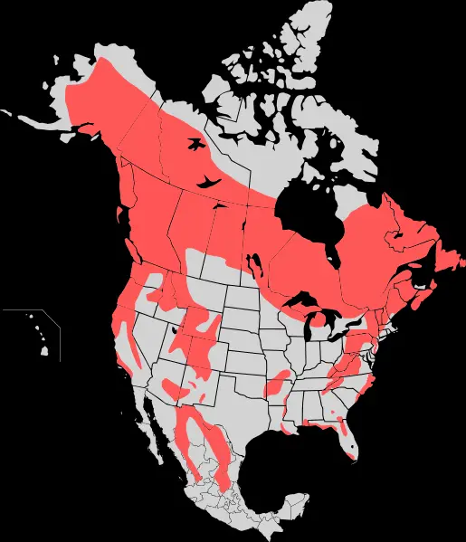 Map: Black Bear Map