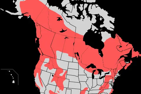 Map: Black Bear Map