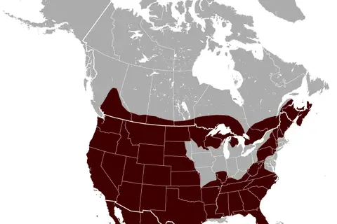 Map: Bobcat Lynx Rufus Distribution Map