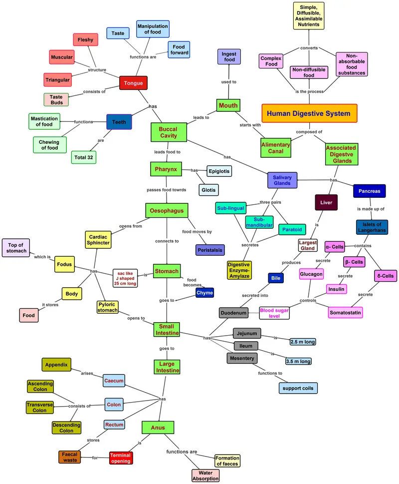 Map: Chavan R L Khandagale V Shuman Digestive Systemconcept Map