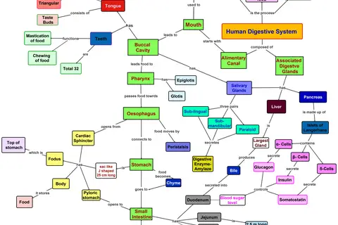 Map: Chavan R L Khandagale V Shuman Digestive Systemconcept Map