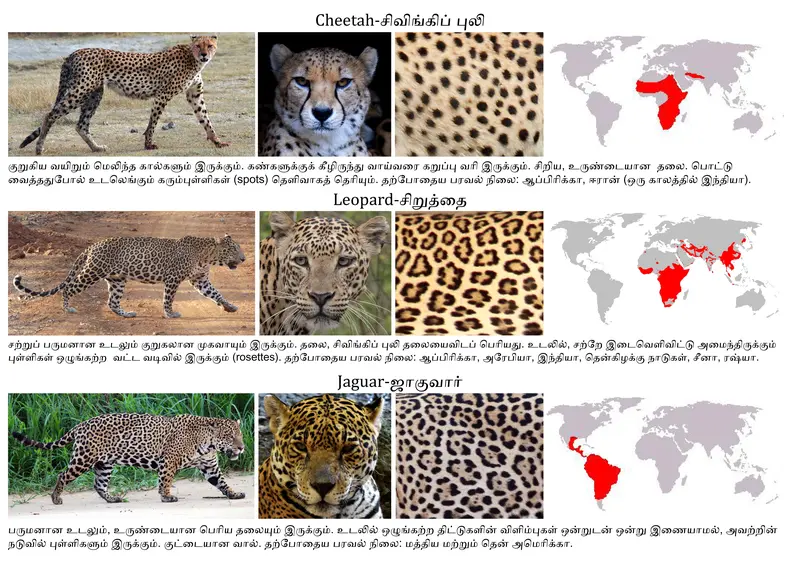 Map: Cheetah vs Leopard vs Jaguar Comparison with Map