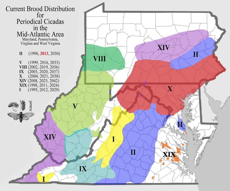 Map: Cicada Brood Distributions in the Mid-Atlantic Area