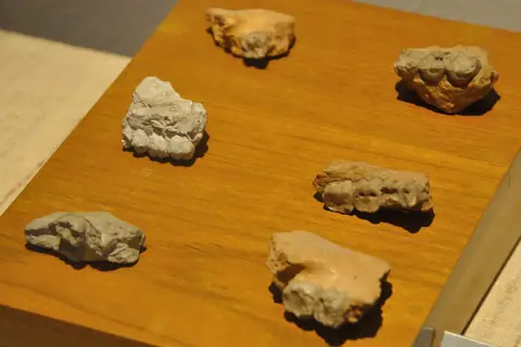 Map: Dentition of Ramapithecus Fossil Human Evolution Gallery Indian Museum Kolkata 20140404 4499