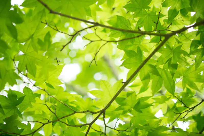 Map: Fresh Green Maple Leaves 7185025589