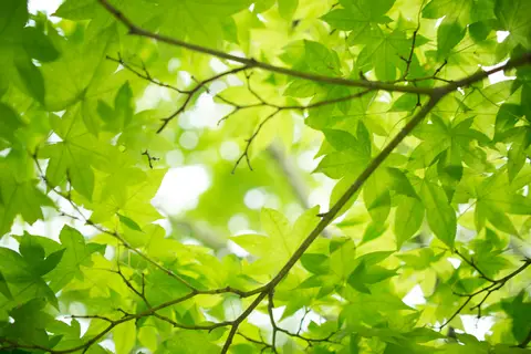 Map: Fresh Green Maple Leaves 7185025589