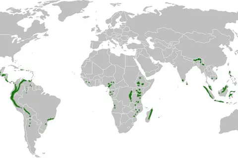 Map: Global Cloud Forest Distribution