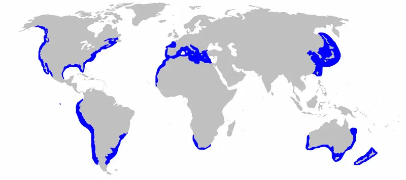 Map: Great White Shark Distibution Map