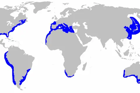Map: Great White Shark Distibution Map