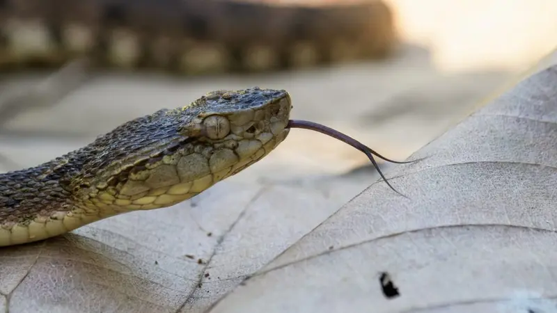 Map: How to Survive a Deadly Snake Bite