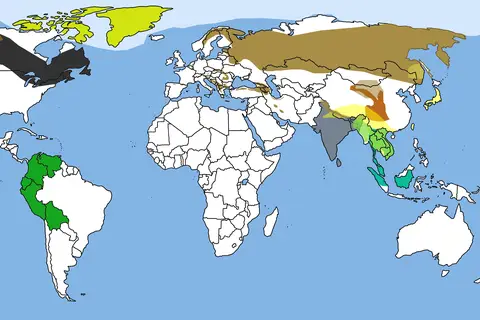 Map: Map of Bear Species Distribution
