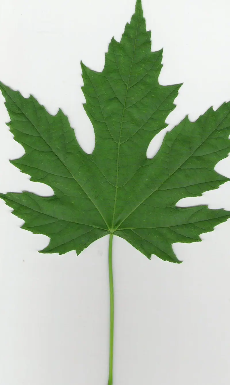 Map: Silver Maple Leaf