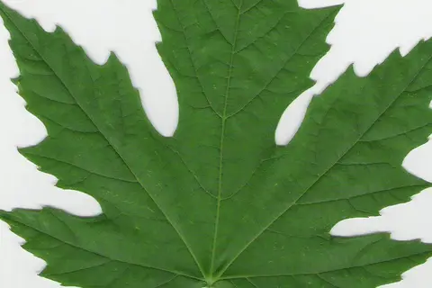 Map: Silver Maple Leaf