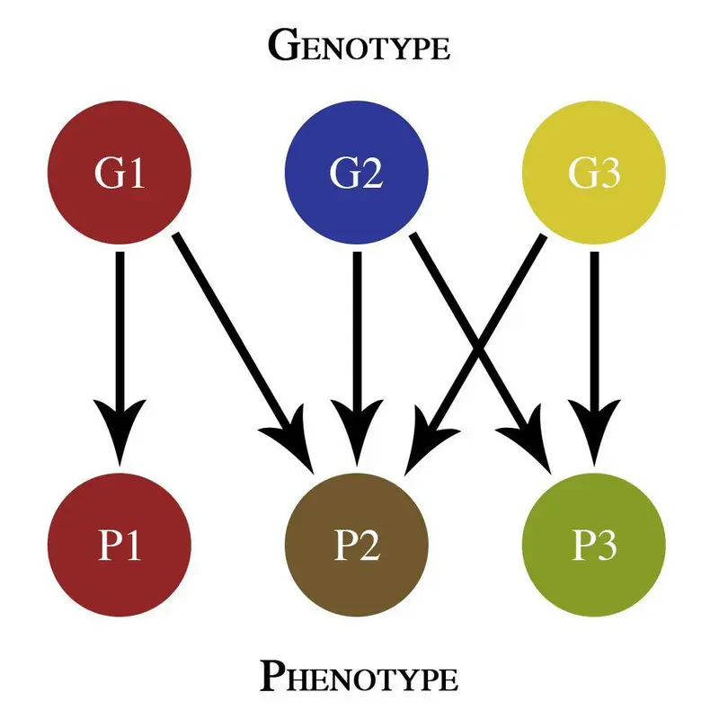 Map: Simplegenotypephenotype Map