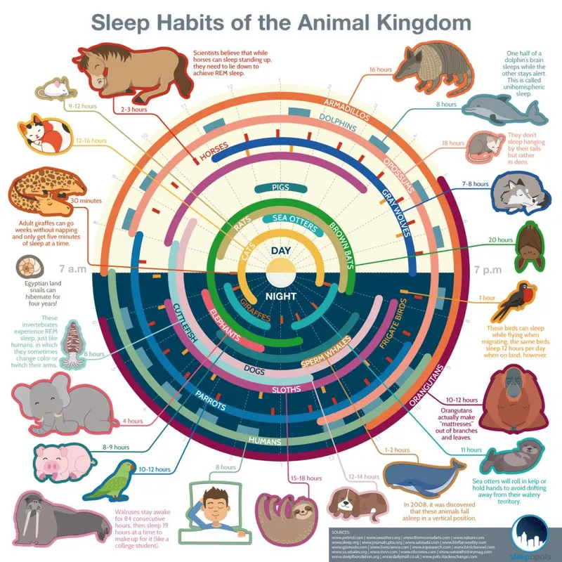 Map: Sleeping habits of animals. Everybody has to sleep…