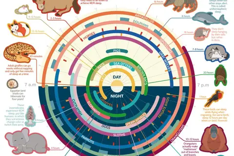 Map: Sleeping habits of animals. Everybody has to sleep…