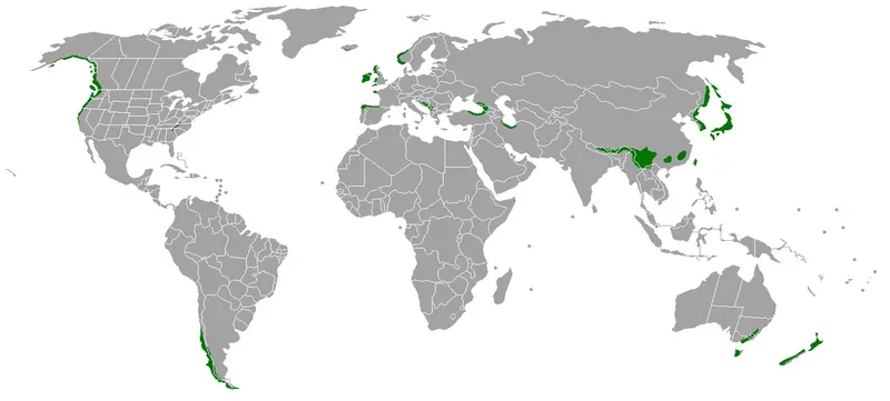Map: Temperate Rainforest Map