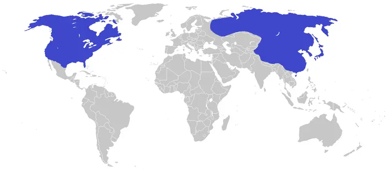 Map: Tyrannosaurus Distribution Map