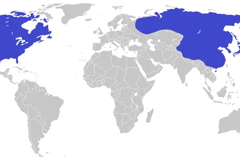 Map: Tyrannosaurus Distribution Map