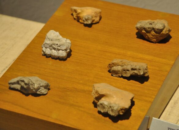 Dentition Of Ramapithecus Fossil Human Evolution Gallery Indian Museum Kolkata 20140404 4499