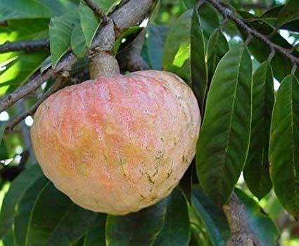 Ramaphalam On Tree